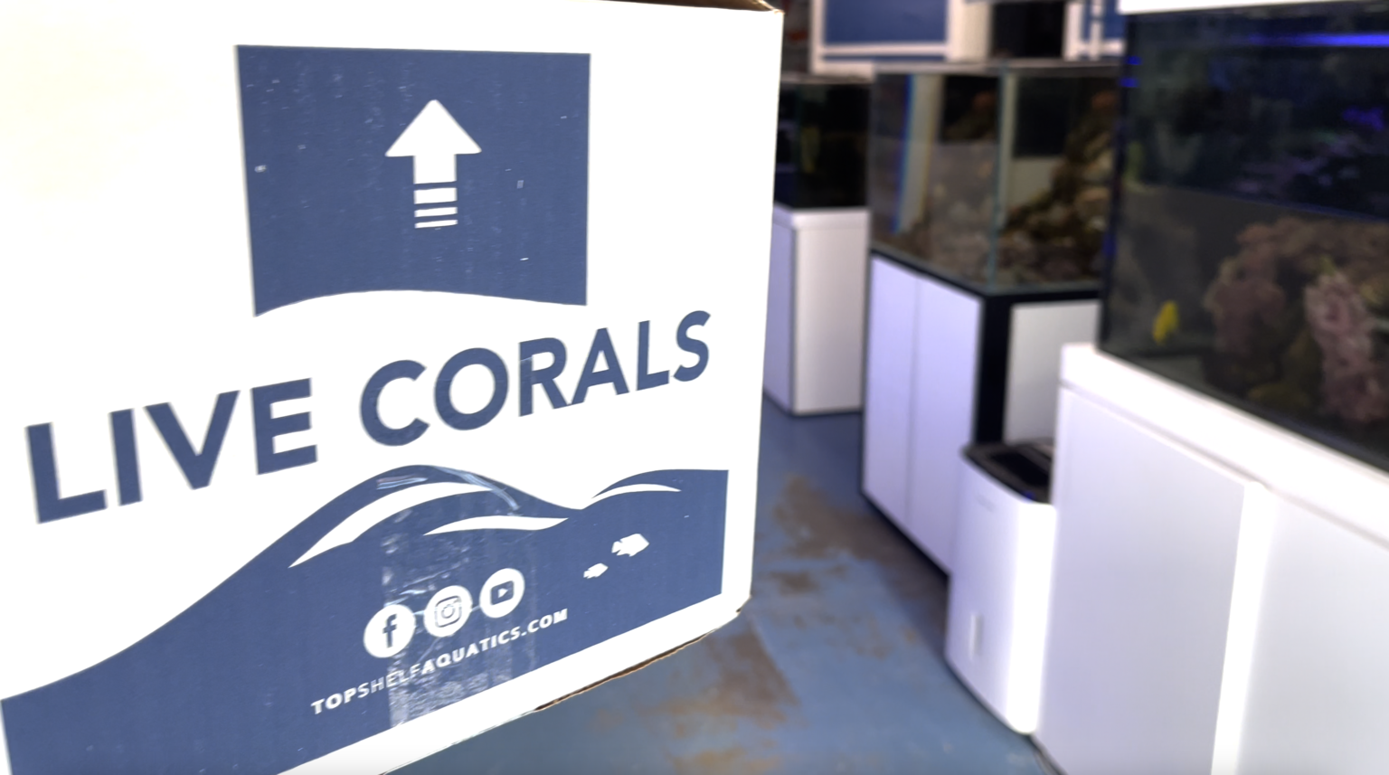 How to take Corals on a USA Domestic Flight Reef Builders The Reef and Saltwater Aquarium Blog