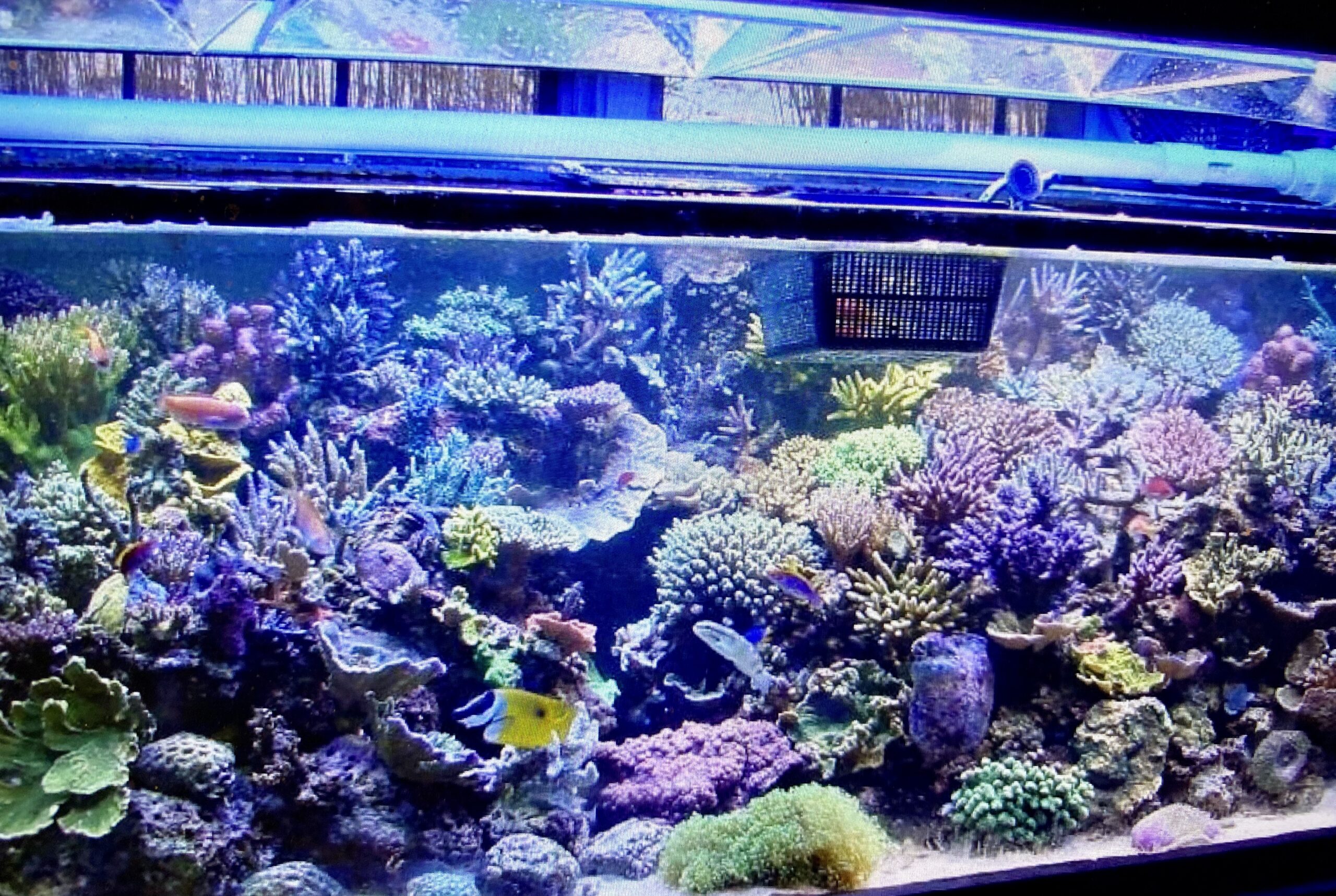 A FULL Saltwater Tank Aquascape in a Box! Real Reef Solutions Reef