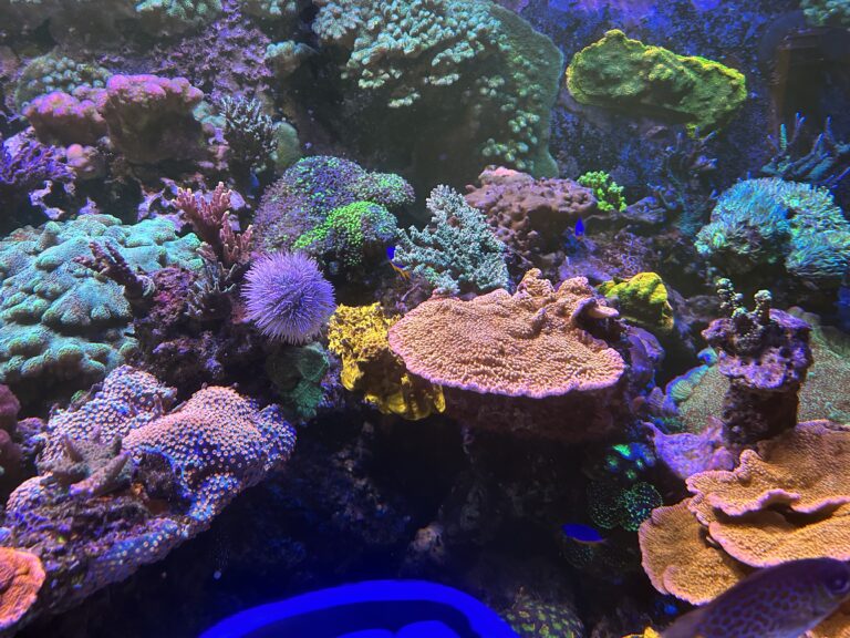 A Beginner’s Guide To Icp Testing Reef Builders The Reef And Saltwater Aquarium Blog