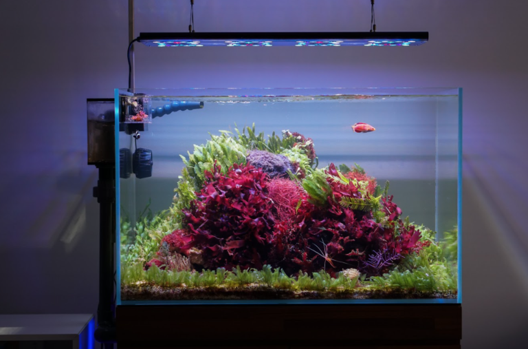 Magnificent Macroalgae: The Sublime Scapes of Tigahboy.h2o | Reef ... - Automatic Methods For Controlling Bestest Algae In Reef Tanks