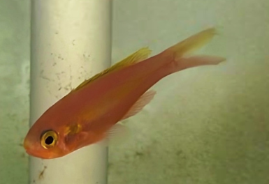 Slopefish Yellowstripe Slopefish, Symphysanodon katayamai, arrive at NYAquatic ...