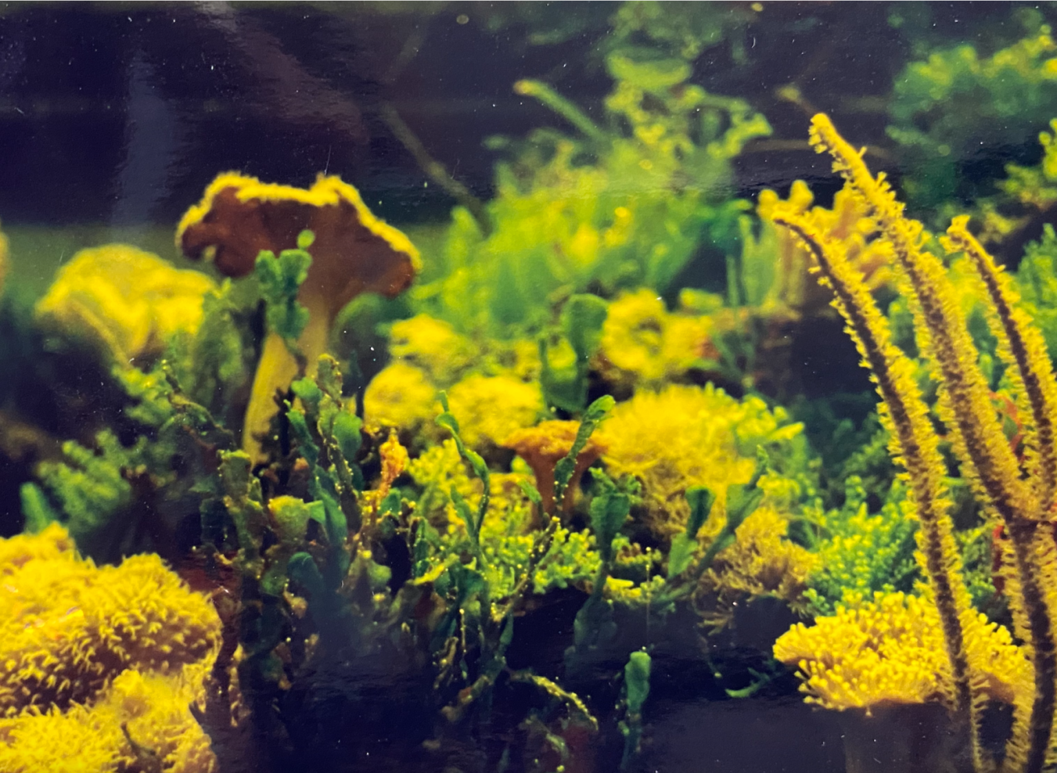 How to keep Algae from Becoming Problematic | Reef Builders | The Reef ...