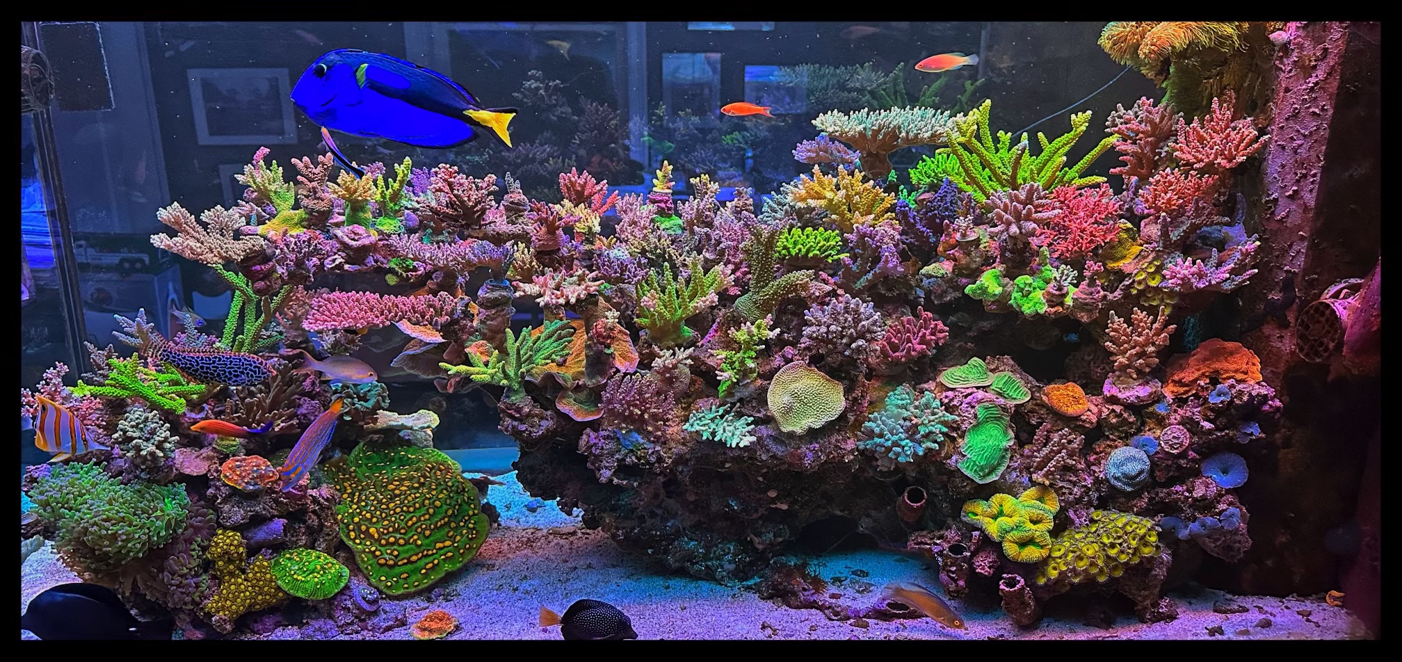 How it's made: Reef Aquariums, Reef Builders