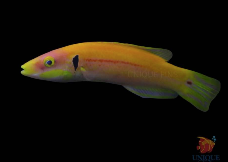 Rare Black Ear Candy Hogfish is First One In USA Reef Builders The