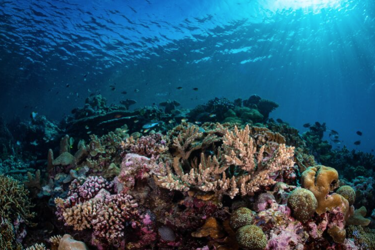 Coral Reef Breakthrough Launches to Prevent Extinction of the World’s ...