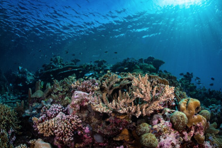 Biodiversity and coral reef fish capacity to deal with turbulent waters -  Stockholm Resilience Centre