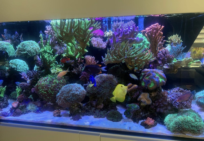 What kind of Saltwater Tank do you want?, Reef Builders