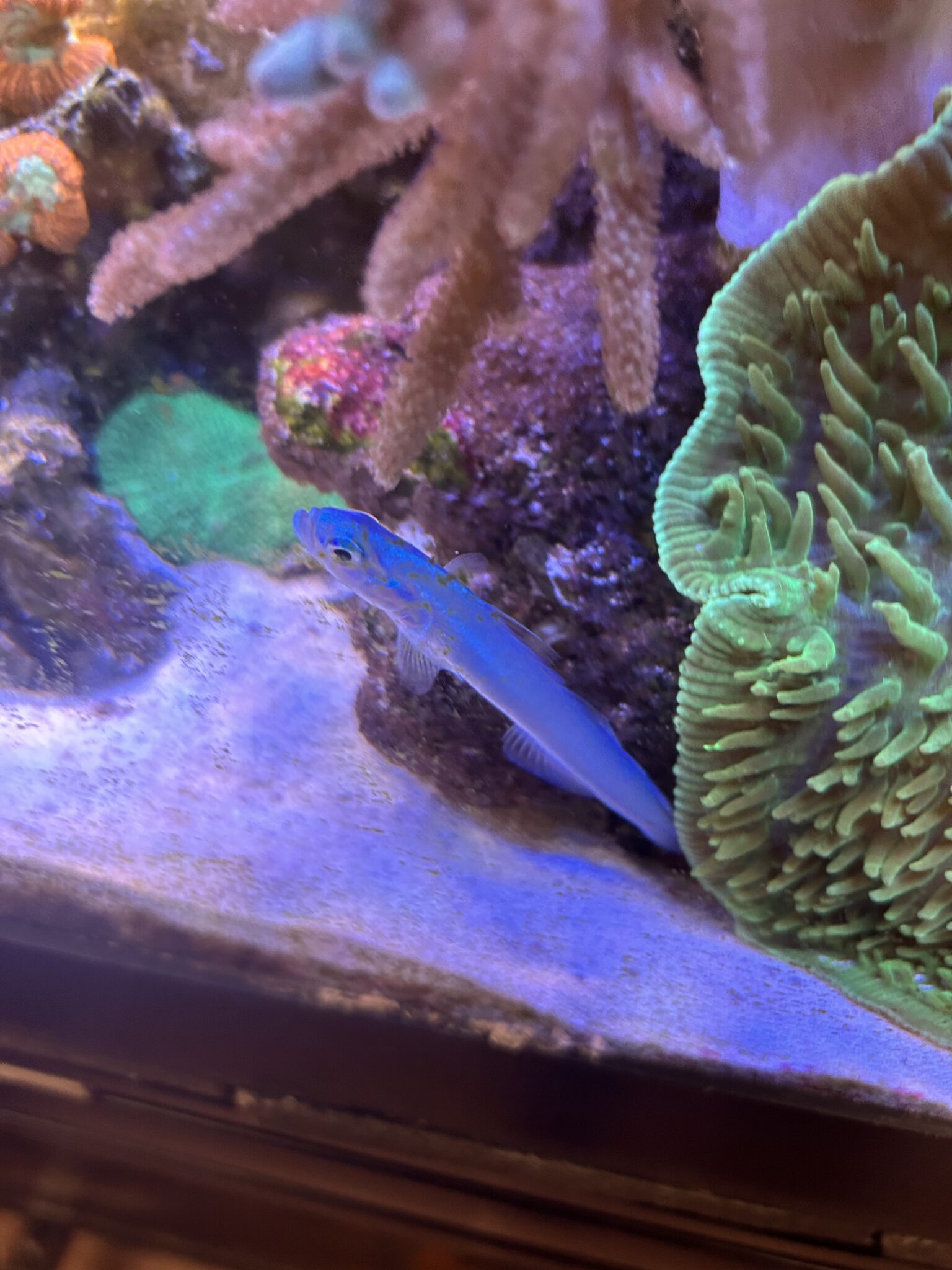 How to Select Fish for a New Reef Tank Reef Builders The Reef and Saltwater Aquarium Blog