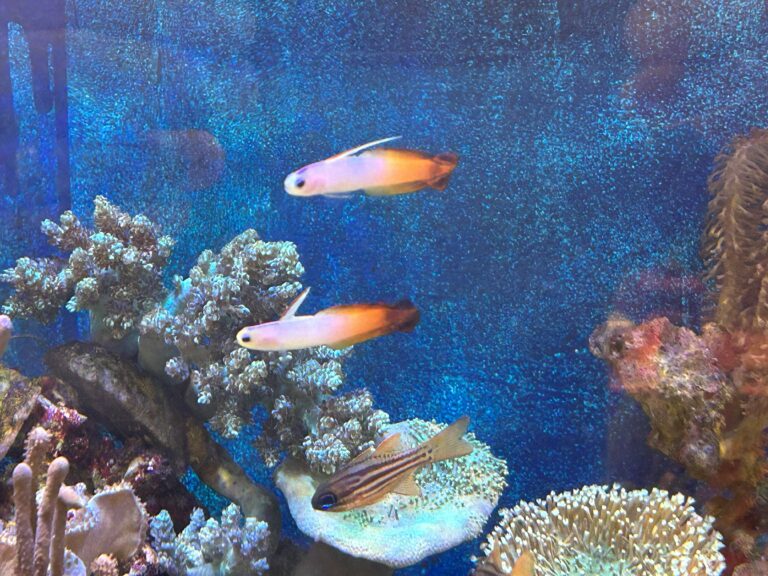 How to Select Fish for a New Reef Tank Reef Builders The Reef and Saltwater Aquarium Blog