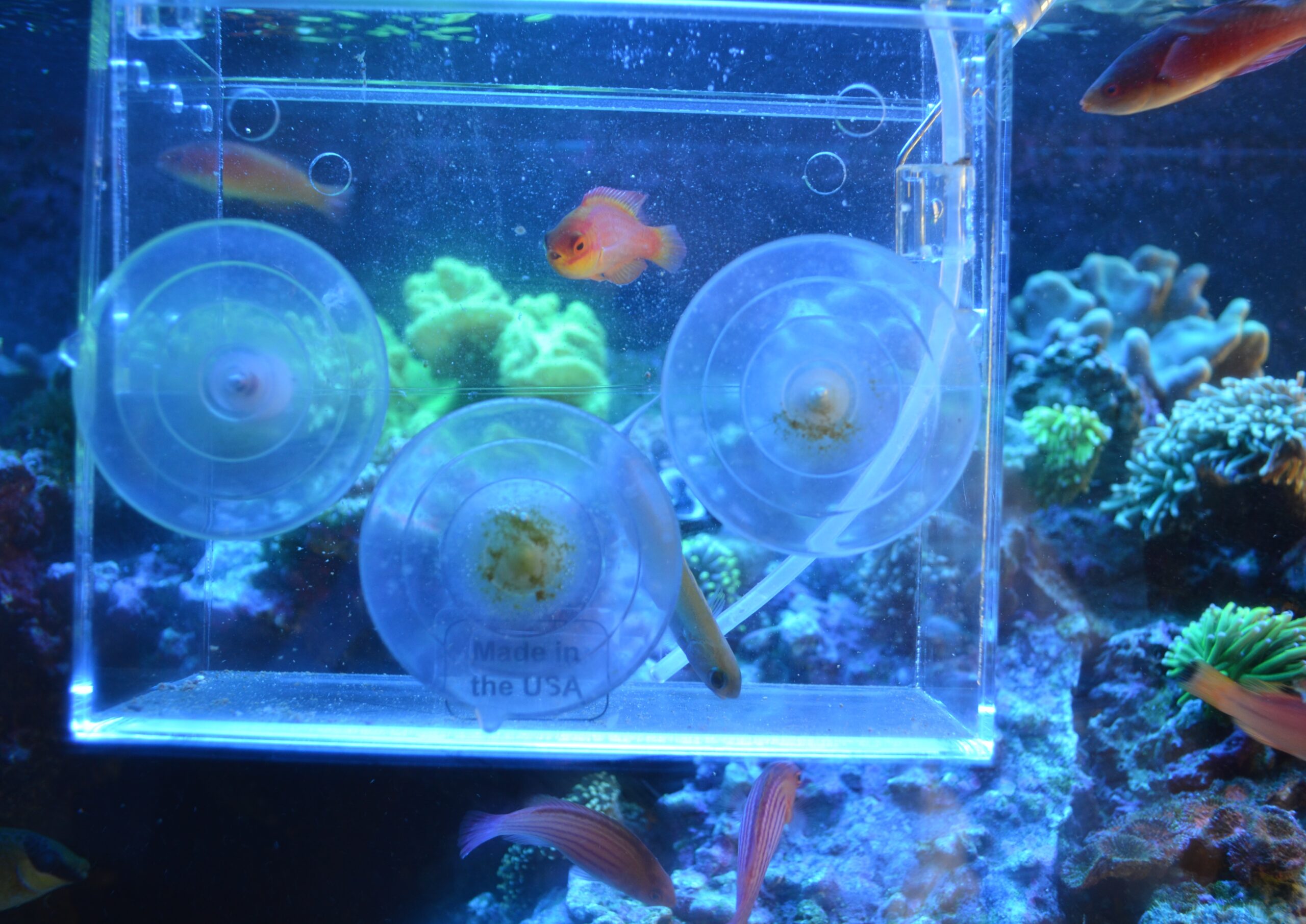 How it's made: Reef Aquariums, Reef Builders