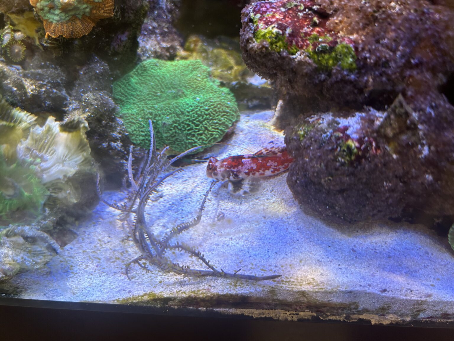 View of How to Select Fish for a New Reef Tank | Reef Builders | The Reef and ...