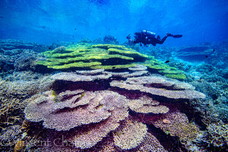 Jake Adams, Celebration of Life Dive Trip | Reef Builders | The Reef ...