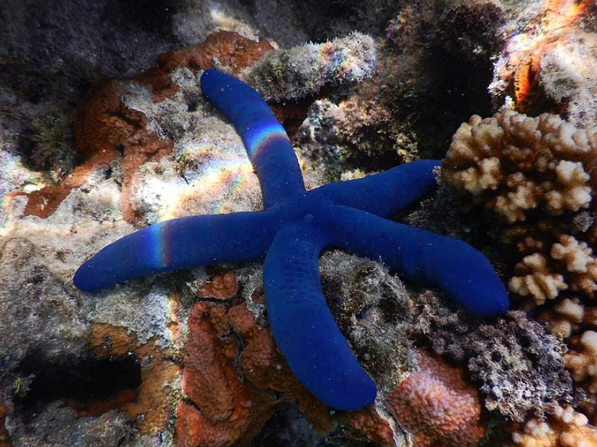Blue Linckia Starfish - Fiji - Starfish - Invertebrates