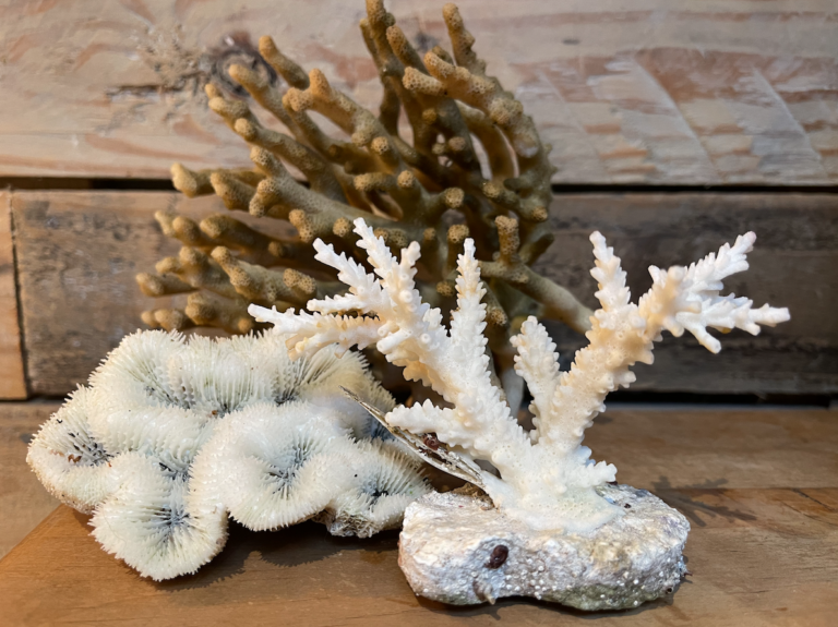 Seven Ways to Reuse Dead Hard Coral Skeletons | Reef Builders | The ...