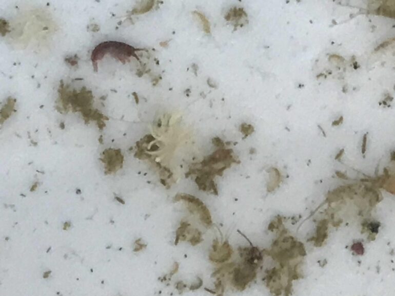 How and Why to Dip Newly Acquired Corals Reef Builders The Reef and