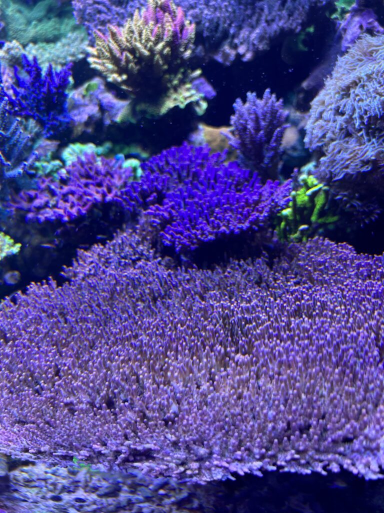 Are Fish Necessary in a Reef Tank? Reef Builders The Reef and