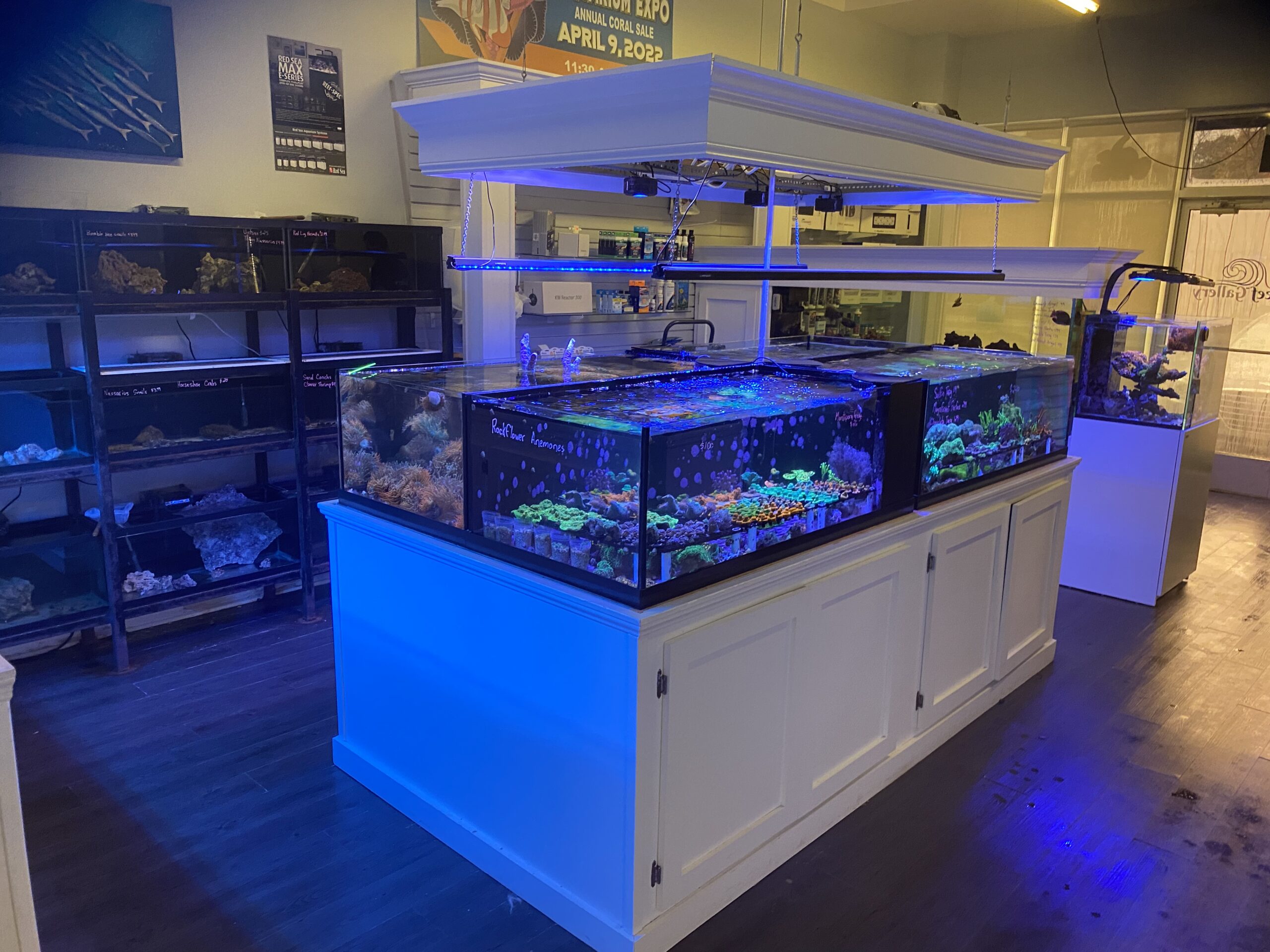 How to select a Local Fish Store and How to Buy Online, Reef Builders