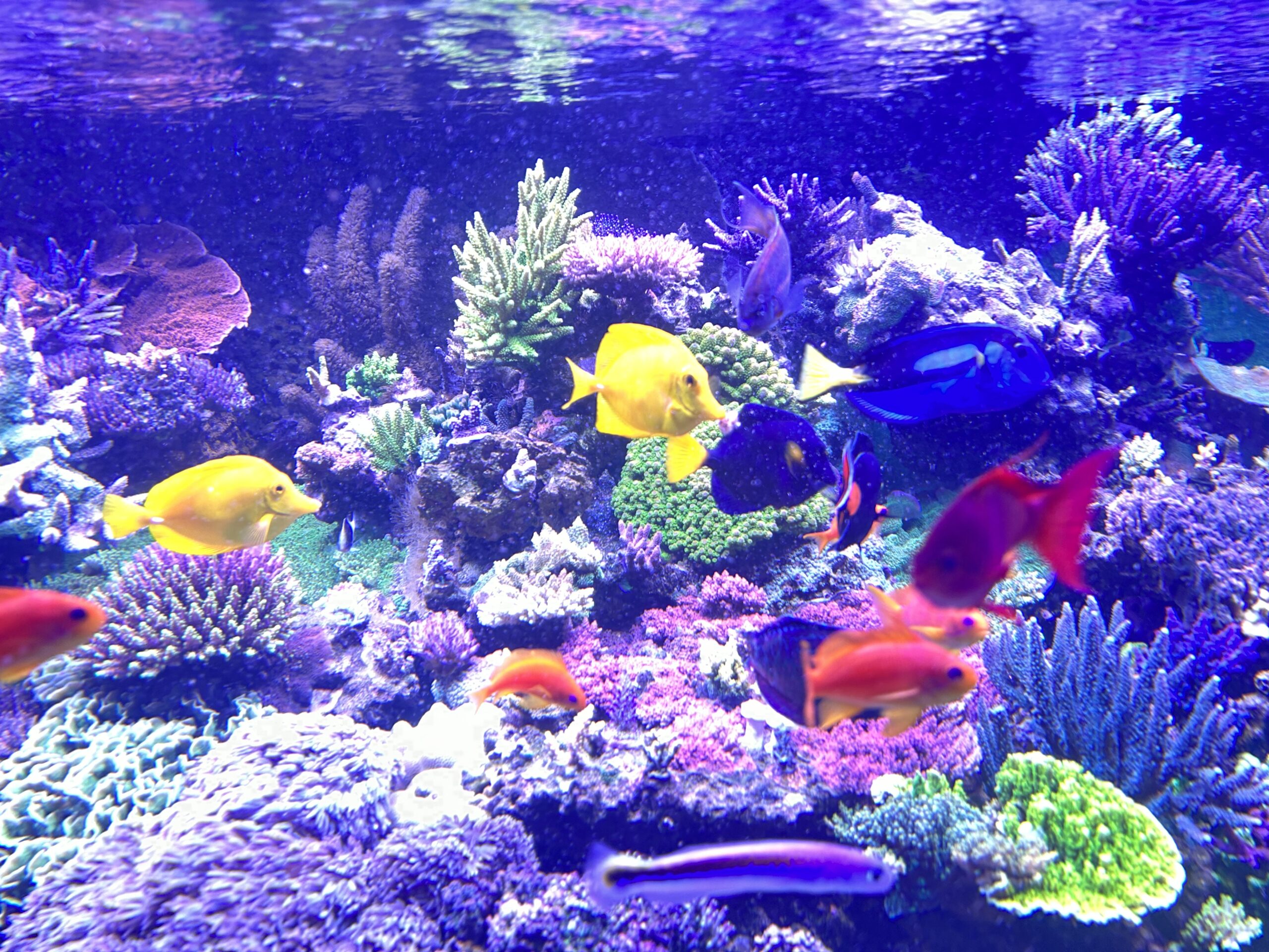https://reefbuilders.com/wp-content/blogs.dir/1/files/2023/12/reef-tank-with-fish-scaled.jpeg