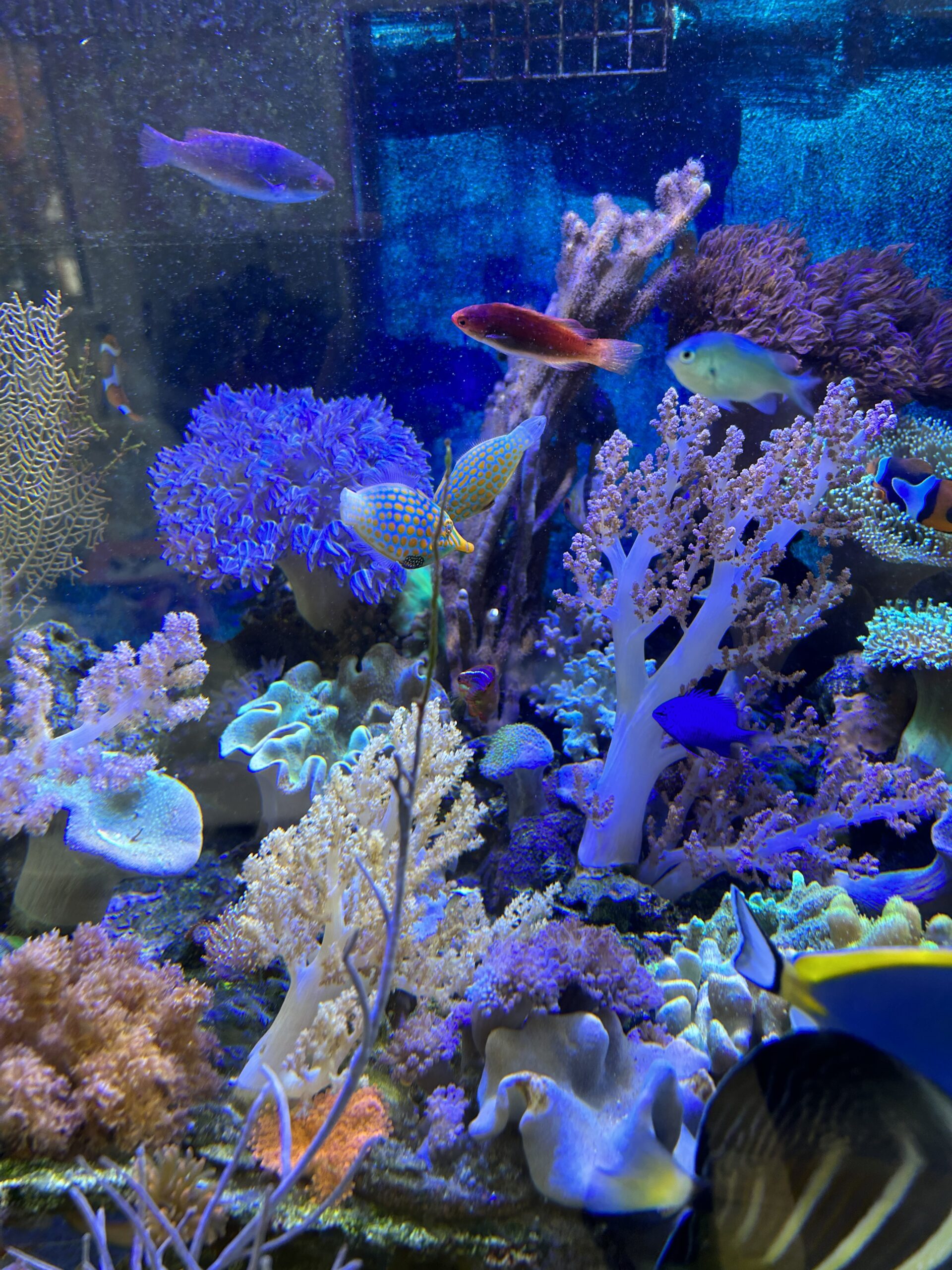 Are Reef Tanks Stress-Reducing or Stress-Inducing? | Reef Builders ...