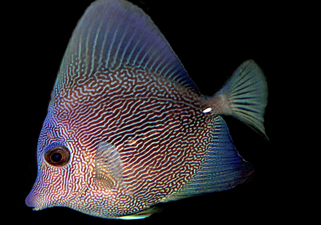 Goldflake Angelfish BA Captive GF7