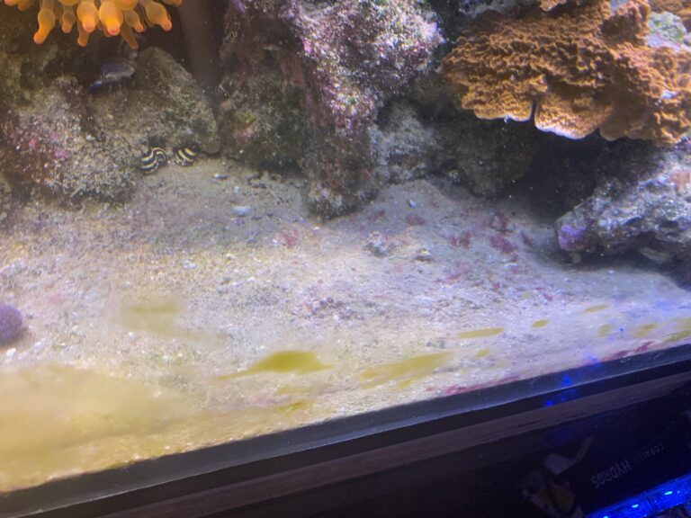 Beautiful view of Reef Tank Water Change Establishment
