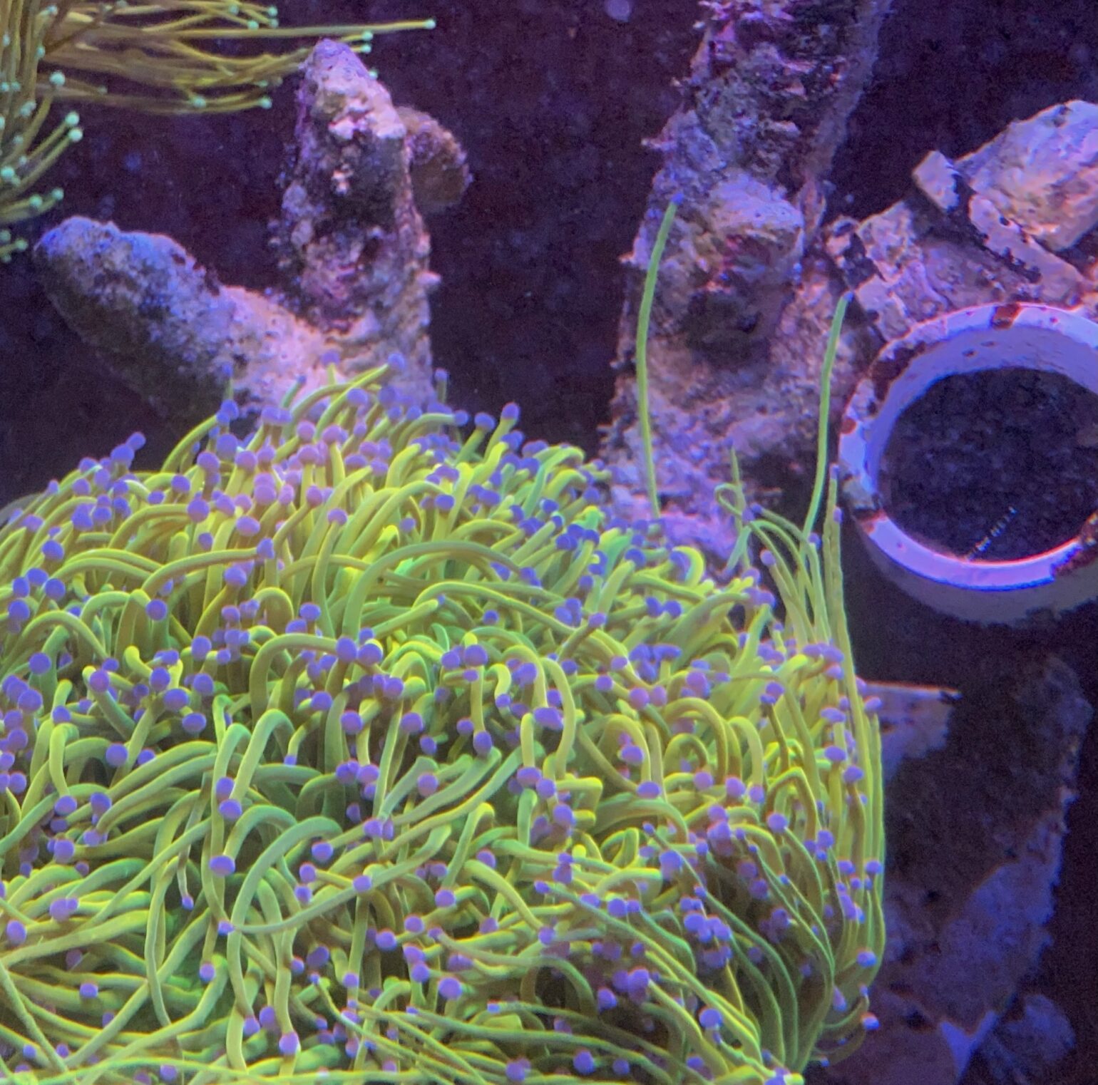How to deal with Coral Aggression Reef Builders The Reef and