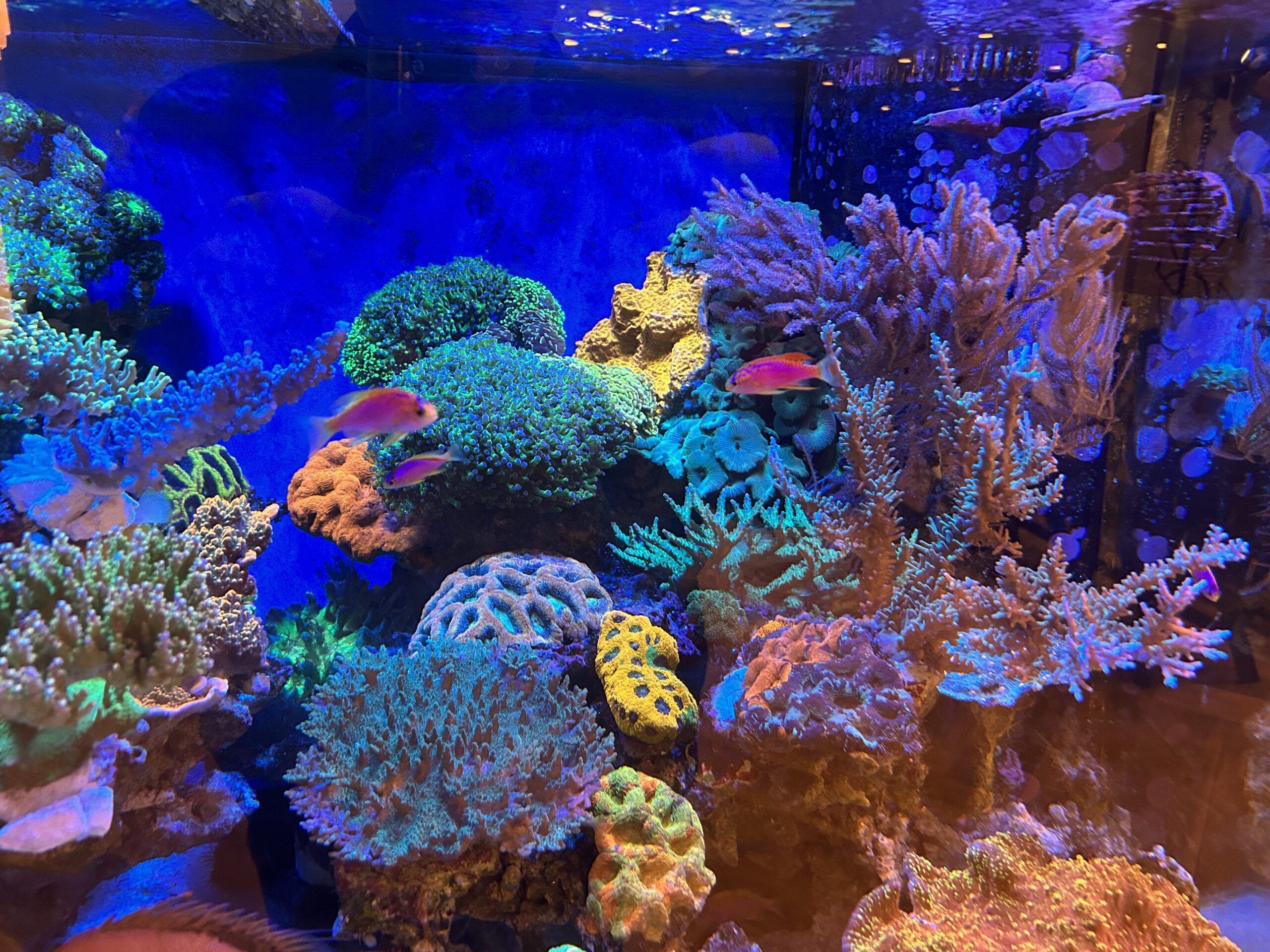 Purigen Seachem.- Living Reef - Coral Reef Aquarium products and Services  Christchurch, New Zealand