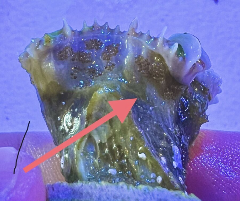 How to Manage Reef Tank Pests Reef Builders The Reef and Saltwater