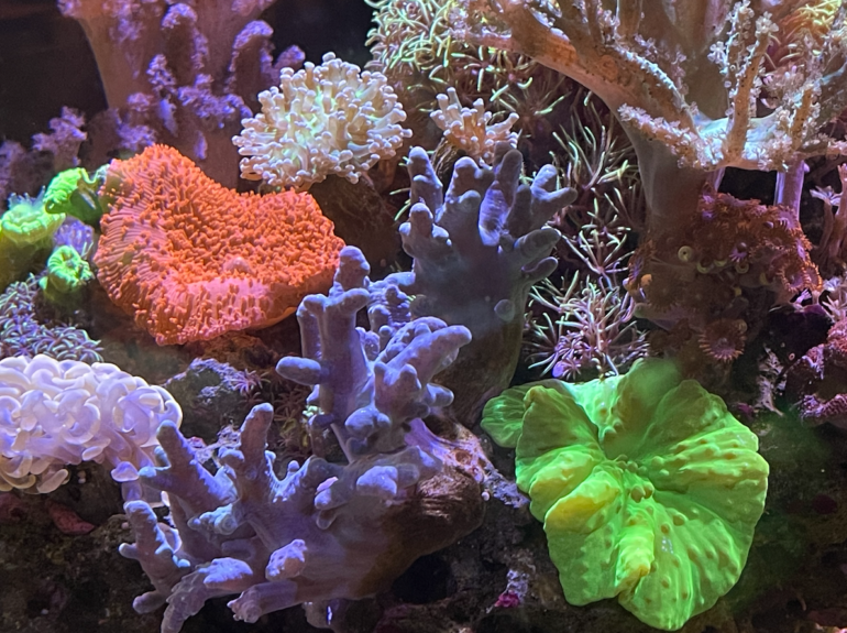 Green Cabbage Coral is One Of The Best Corals for Beginners Reef