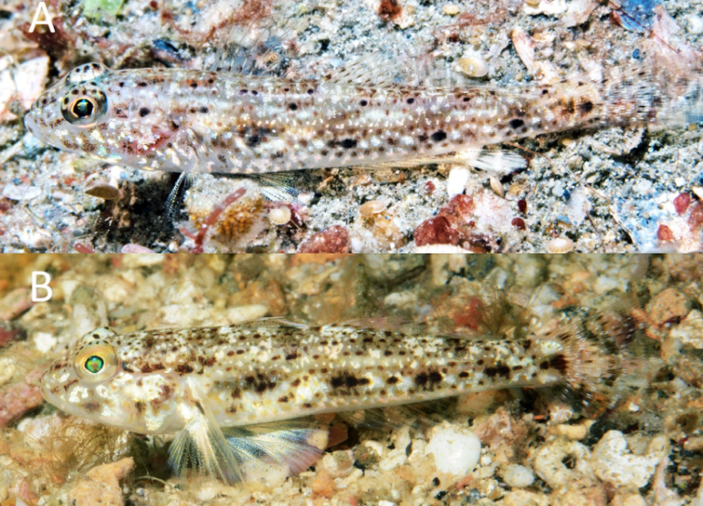 Hazeus paucisquamatus is a New Species of Sand-Dwelling Goby from Papua ...