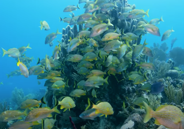 Fiji Handcrafted Aquarium Branching Reef Rock 22lb Box by SRaquaristik