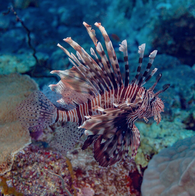 Lionfish Continue to Invade the Mediterranean Sea | Reef Builders | The ...