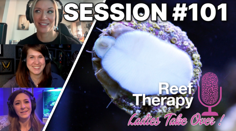 Picture of Why a Strong Cleanup Crew is so Important in a Reef Tank | Reef ...