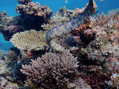 Scientists confirm Western Australia oceanic reefs avoid mass bleaching
