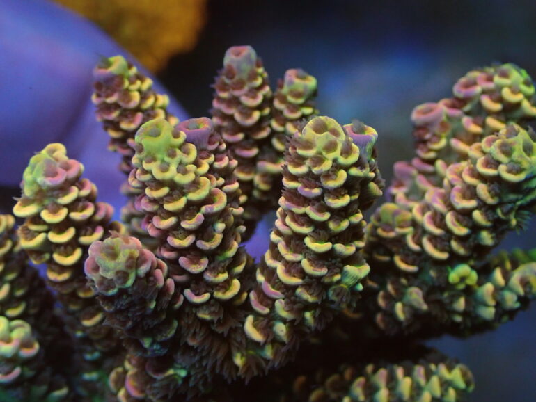 reef-nook-s-wild-grafted-tenuis-is-an-acroholic-s-dream-reef-builders