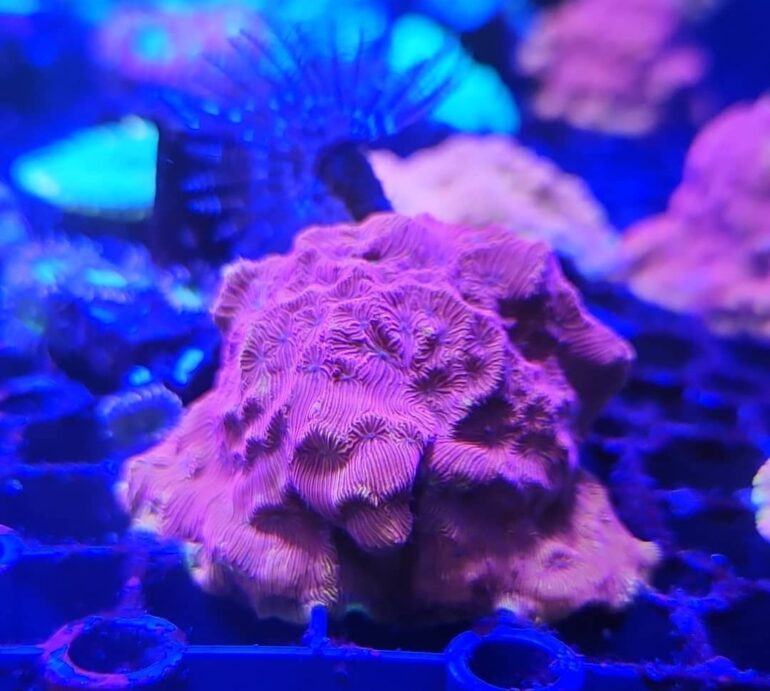 Eight Coral Treasures from The Hong Kong Aquarium Trade | Reef Builders ...