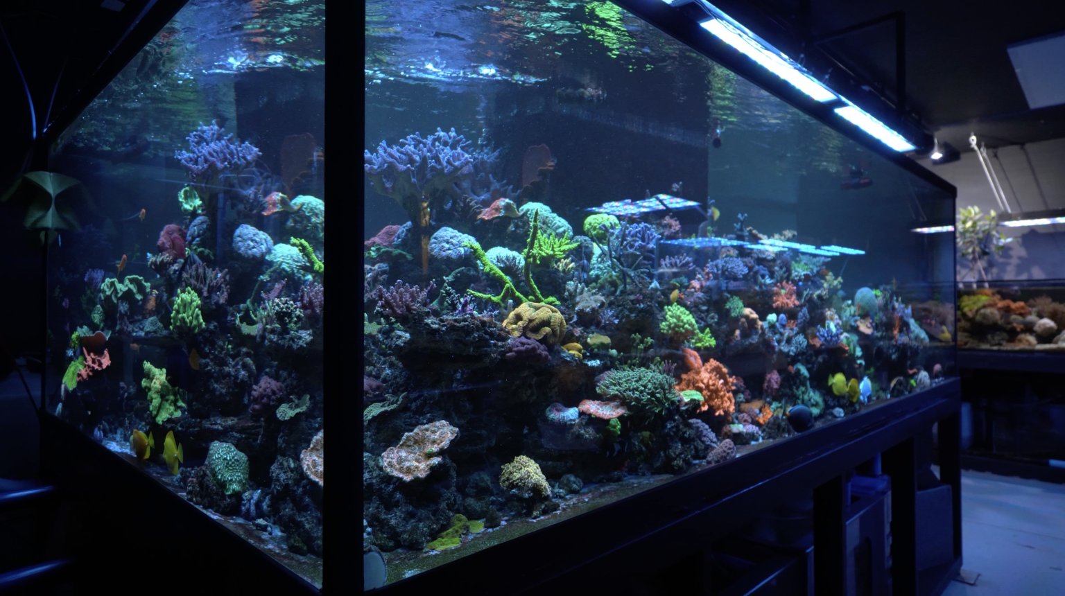 Reef Keeping Touring 2700 gallons of Reef Tanks | Reef Builders | The Reef and ...