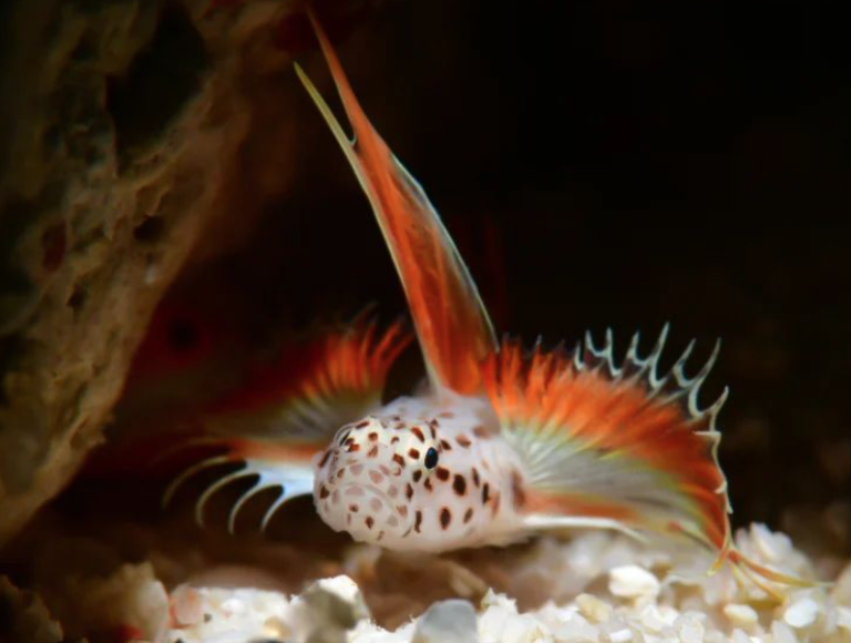 Greissinger Gobies: Tips for Maintaining a Small Fish With a Big ...