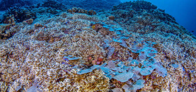 World's largest coral