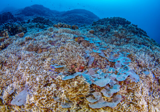 World's largest coral