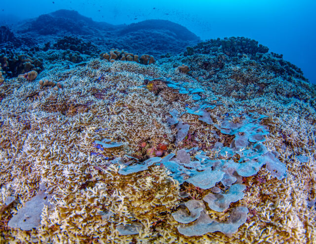 World's largest coral