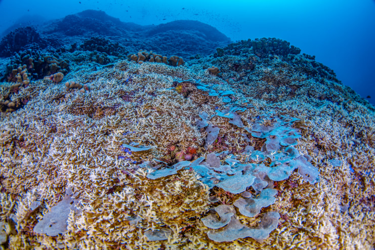 World's largest coral