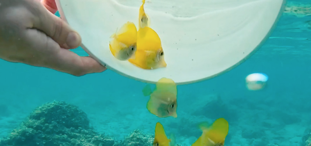 Yellow tangs being introduced