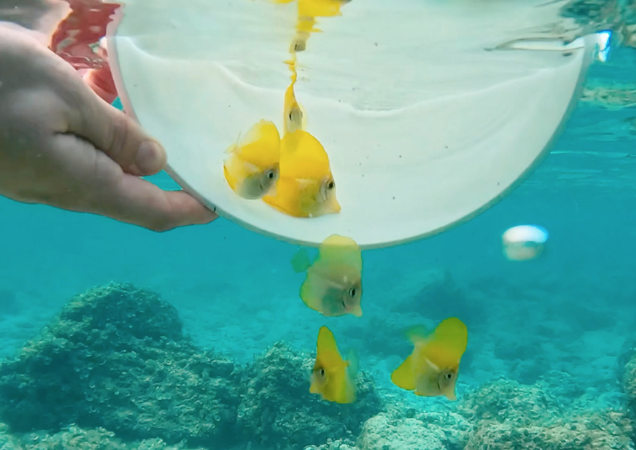 Yellow tangs being introduced