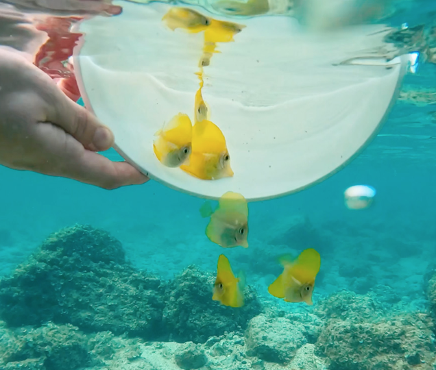 Yellow tangs being introduced