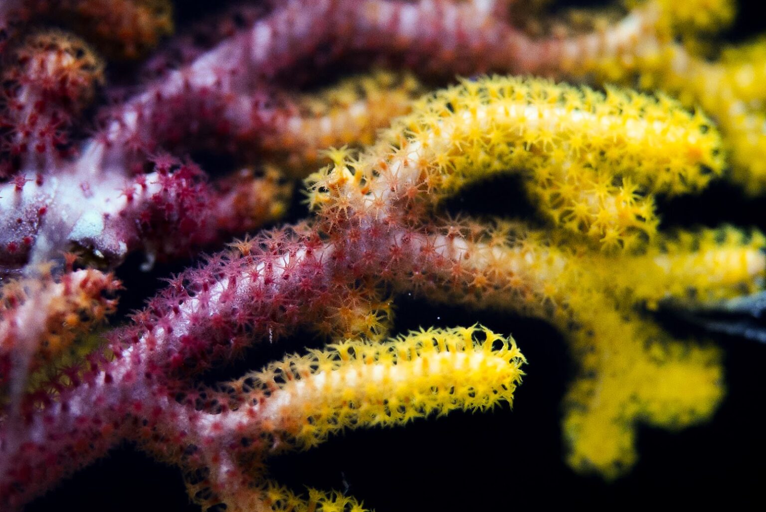 Photo inspiration: Gorgonian Husbandry And The Future Of Reef Keeping Photo Inspiration