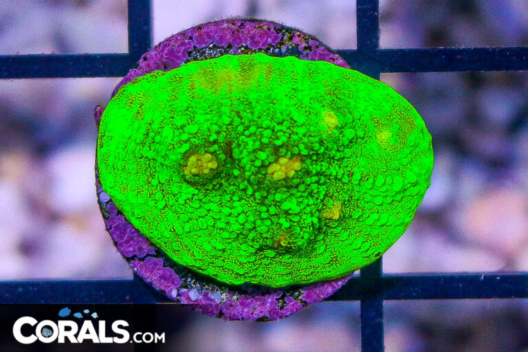 Curated visual reference: Picture Idea: Introduction To Chalice Coral Care Reef Builders