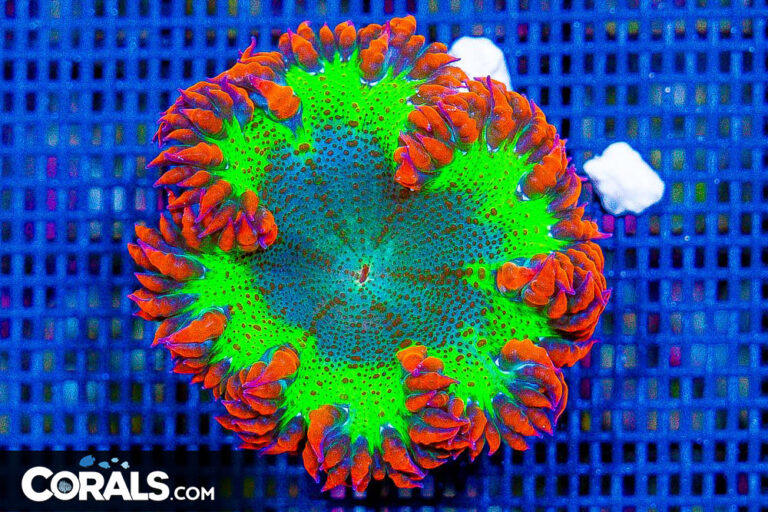 Rock Flower Anemone
