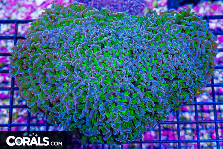 Curated visual reference: Picture Idea: Introduction To Hammer Coral Care Reef Builders