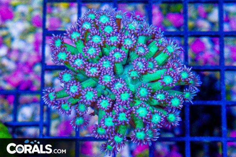 Fresh Look at Introduction To Goniopora Care Reef Builders